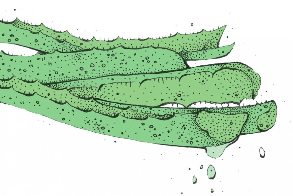 Aloe Vera