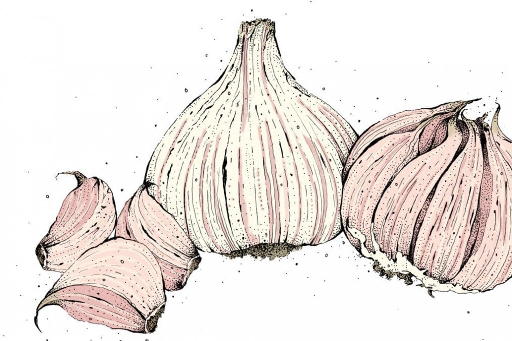 Garlic