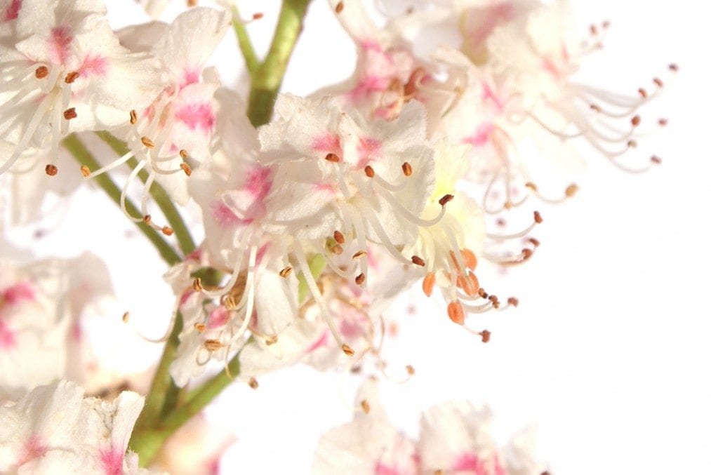 Bach Flowers