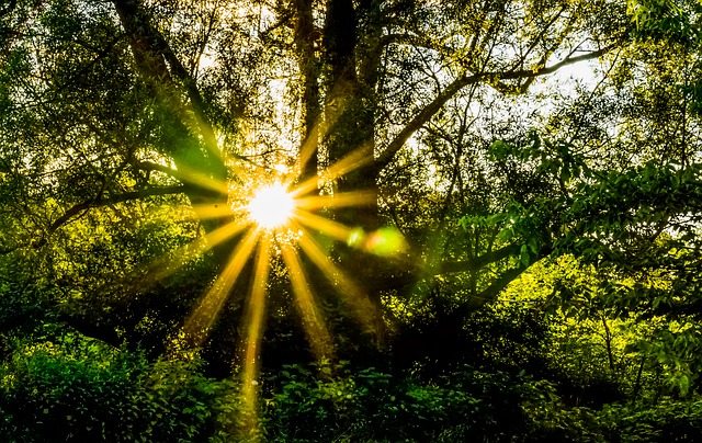 Forest with sunlight streaming through