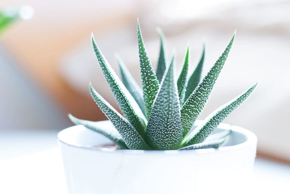 Aloe vera