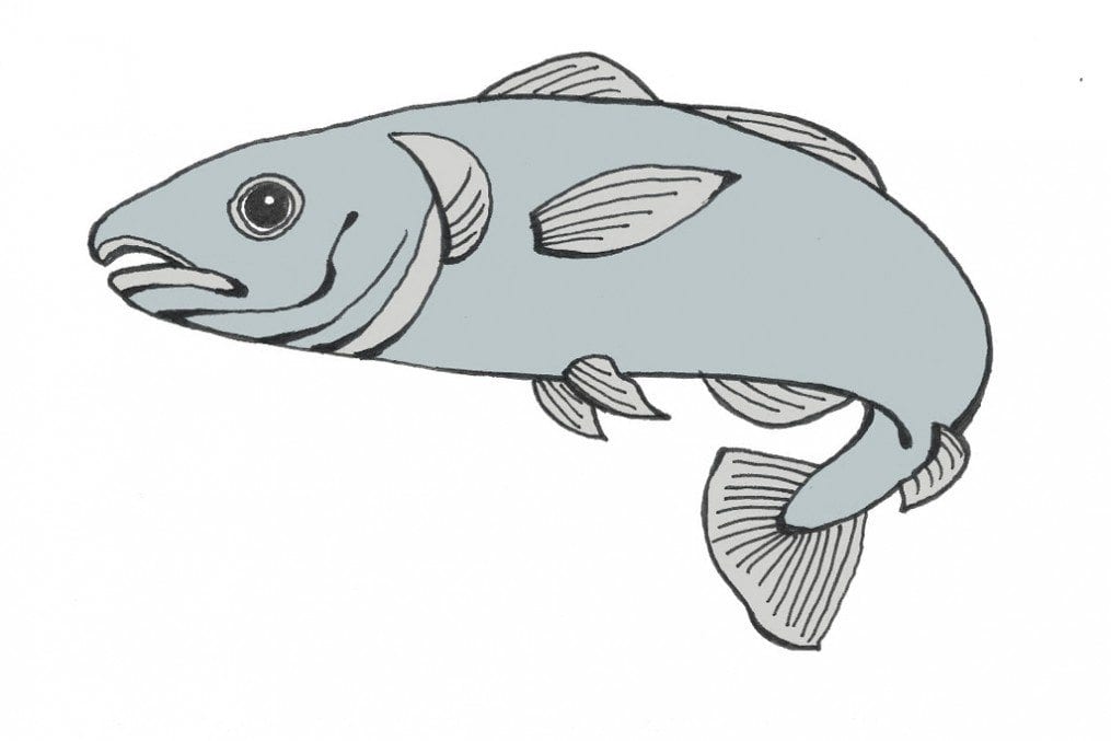 Omega 3