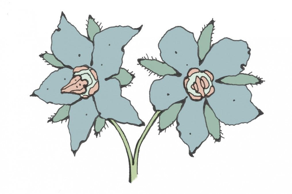 Starflower oil