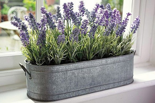 purple plant