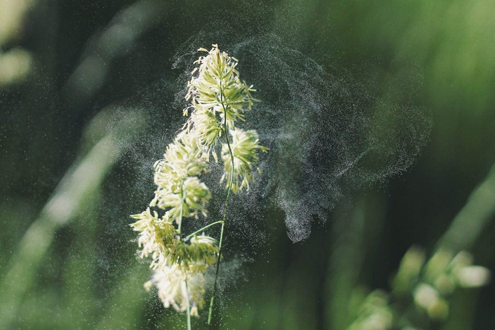 pollen hay fever